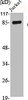 Western Blot analysis of Jurkat cells using Catenin-β1 Polyclonal Antibody