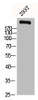 Western Blot analysis of 293T cells using CBP Polyclonal Antibody