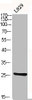 Western Blot analysis of L929 cells using CD9 Polyclonal Antibody