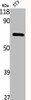 Western Blot analysis of NIH-3T3 cells using Cdc23 Polyclonal Antibody