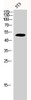 Western Blot analysis of 3T3 cells using Cdc37 Polyclonal Antibody