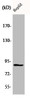 Western Blot analysis of HepG2 cells using CDC46 Polyclonal Antibody