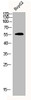 Western Blot analysis of HEPG2 cells using CDYL2 Polyclonal Antibody