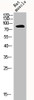 Western Blot analysis of RAT-MUSLE cells using CLC-4 Polyclonal Antibody