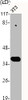 Western Blot analysis of NIH-3T3 cells using c-Maf Polyclonal Antibody