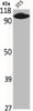 Western Blot analysis of NIH-3T3 cells using CNG-1β Polyclonal Antibody