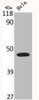 Western Blot analysis of HELA cells using Connexin 43 Polyclonal Antibody