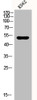 Western Blot analysis of K562 cells using CPE Polyclonal Antibody