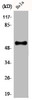 Western Blot analysis of HeLa cells using CREB3L2 Polyclonal Antibody
