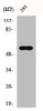 Western Blot analysis of 293 cells using c-Src Polyclonal Antibody