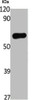 Western Blot analysis of various cells using c-Src Polyclonal Antibody