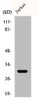 Western Blot analysis of HuvEc cells using CTDSP1 Polyclonal Antibody