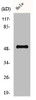 Western Blot analysis of HeLa cells using Cyclin A1 Polyclonal Antibody