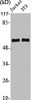 Western Blot analysis of Jurkat NIH-3T3 cells using Cyclin A1 Polyclonal Antibody
