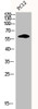 Western Blot analysis of PC-12 cells using Cyclin B1 Polyclonal Antibody