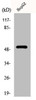 Western Blot analysis of HepG2 cells using Cytokeratin 13 Polyclonal Antibody