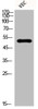 Western Blot analysis of VEC cells using Cytokeratin 18 Polyclonal Antibody