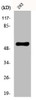 Western Blot analysis of 293 cells using EAAT3 Polyclonal Antibody