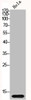 Western Blot analysis of HELA cells using Histone H2B Polyclonal Antibody