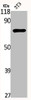 Western Blot analysis of NIH-3T3 cells using hnRNP Q Polyclonal Antibody