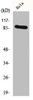 Western Blot analysis of HeLa cells using HSP90A Polyclonal Antibody