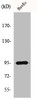 Western Blot analysis of A549 cells using HURP Polyclonal Antibody Western Blot analysis of A549 cells using HURP Polyclonal Antibody