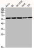 Western blot analysis of HELA KB SH-SY5Y 293T 3T3 lysis using IK antibody.