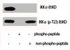 Western Blot analysis of various cells using IKKα Polyclonal Antibody