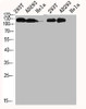 Western Blot analysis of 293T AD293 HELA cells using JAK1 Polyclonal Antibody