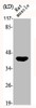 Western Blot analysis of RAT-MUSCLE cells using JNK1/2/3 Polyclonal Antibody