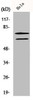 Western Blot analysis of HeLa cells using Lamin A/C Polyclonal Antibody