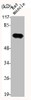 Western Blot analysis of RAT-MUCLE cells using Lamin A/C Polyclonal Antibody