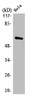 Western Blot analysis of HeLa cells using MAO-A Polyclonal Antibody