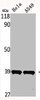 Western Blot analysis of HELA A549 cells using MEL-1B-R Polyclonal Antibody Western Blot analysis of HELA A549 cells using MEL-1B-R Polyclonal Antibody