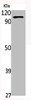 Western Blot analysis of various cells using MerTK Polyclonal Antibody