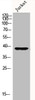 Western Blot analysis of Jurkat cells using MKP-1 Polyclonal Antibody