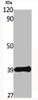 Western Blot analysis of various cells using MKP-1 Polyclonal Antibody