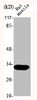 Western Blot analysis of RAT-MUSCLE cells using MOX-2 Polyclonal Antibody