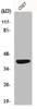 Western Blot analysis of COS7 cells using MRP-S22 Polyclonal Antibody