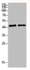 Western blot analysis of mouse-brain 293T lysis using MRP-S22 antibody.