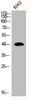 Western Blot analysis of K562 cells using MRP-S35 Polyclonal Antibody