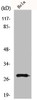 Western Blot analysis of HeLa cells using MRRF Polyclonal Antibody