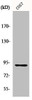 Western Blot analysis of COS7 cells using MSK1 Polyclonal Antibody