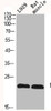 Western Blot analysis of L929 RAT-MUSLCE cells using N/H/K-Ras Polyclonal Antibody