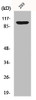 Western Blot analysis of 293 cells using Na+/K+-ATPase α1 Polyclonal Antibody