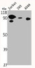 Western Blot analysis of Jurkat 293 A549 cells using Na+/K+-ATPase α1 Polyclonal Antibody