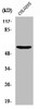 Western Blot analysis of HeLa cells using Neuroglycan C Polyclonal Antibody