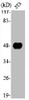 Western Blot analysis of NIH-3T3 cells using NF-YC Polyclonal Antibody