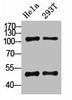 Western Blot analysis of HELA 293T cells using NFκB-p105/p50 Polyclonal Antibody