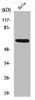 Western Blot analysis of HeLa cells using NFκB-p65 Polyclonal Antibody